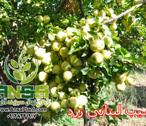 سیب سفید لبنان